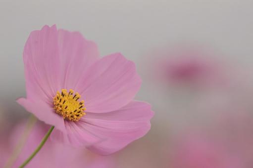 コスモス畑の写真