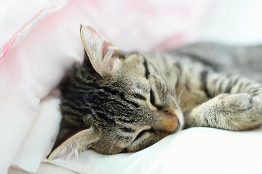 お昼寝中の子猫 お昼寝中の子猫 子猫,猫,ネコの写真素材