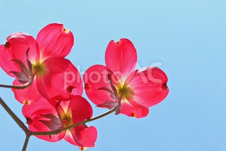 ハナミズキ　花水木のかわいい赤い花 ハナミズキ,花水木,満開の写真素材