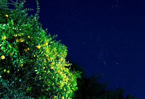 星空に実る果実 星空に実る果実の写真