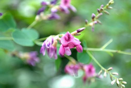 萩の花 萩の花 萩,秋の七草,晩夏の写真素材