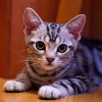 みつめる子猫 みつめる子猫 子猫,kitten,ネコの写真素材