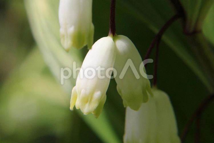 アマドコロ・甘野老　クローズアップ 山野草,茎上部,弓状湾曲の写真素材