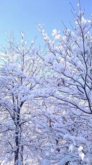 雪景色 雪景色 雪景色,雪模様,青空と雪の写真素材