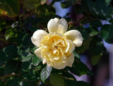 黄色いバライメージ素材 バラ,黄色,花の写真素材