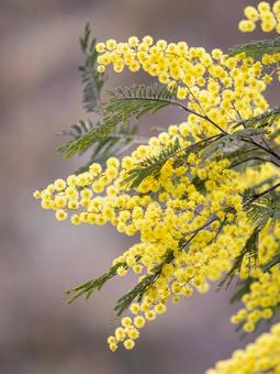 ミモザのクローズアップ｜縦構図 ミモザ,花,春の写真素材