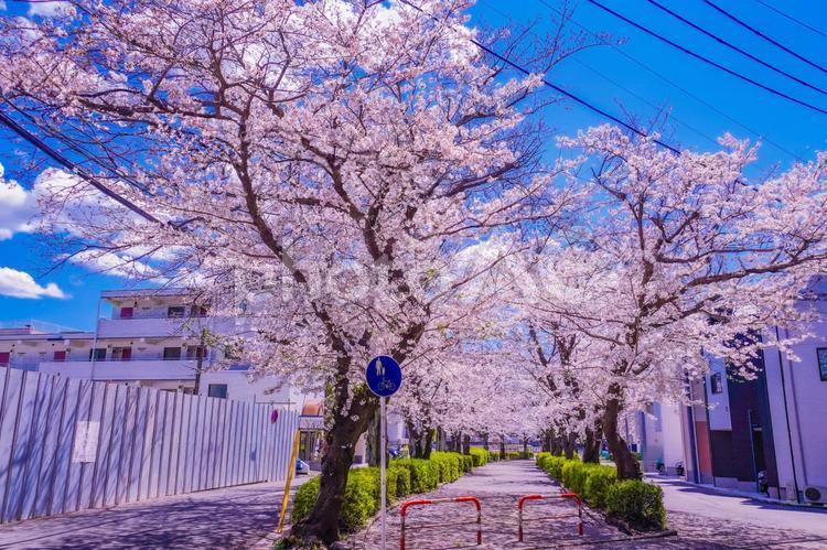 青葉区桜と日差し 桜,日差し,満開の写真素材