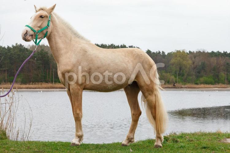 湖畔にたたずむ緑色の馬具を付けた馬 横顔,馬,全身の写真素材