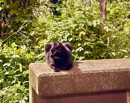 ベンチでくつろぐ野良の黒猫 猫,ネコ,黒猫の写真素材