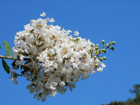 【花の写真】白い百日紅 【花の写真】白い百日紅の写真