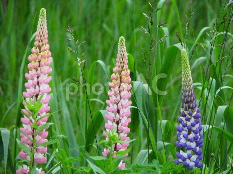ルピナス 02 200906 ルピナス,昇り藤,花の写真素材