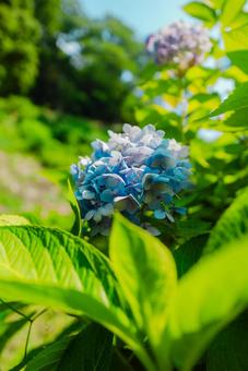 [Wakayama] Hydrangeas at Wakayama Castle 2025, JPG
