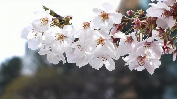 桜の枝先（近接）の写真