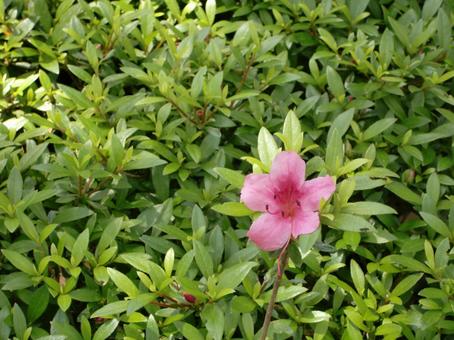 ツツジ-13 ツツジ,花びら,ピンクの写真素材