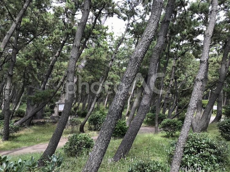松林2 - No: 2790206｜写真素材なら「写真AC」無料（フリー）ダウンロードOK