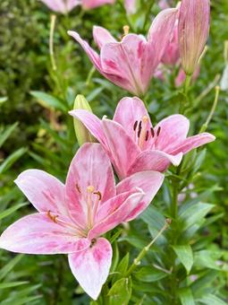 ピンクの百合の花 ピンクの百合の花 ユリ,ゆり,リリーの写真素材