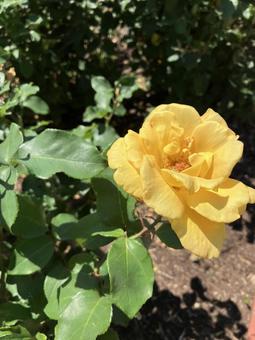 Photo, flower, flour, gardening, 
