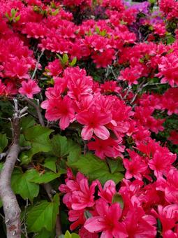 Azalea, cây đổ quyên, ambulate, cây đổ quyên, JPG