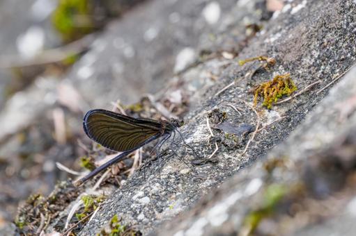 ハグロトンボ(25) トンボ,ハグロトンボ,ホソホソトンボの写真素材