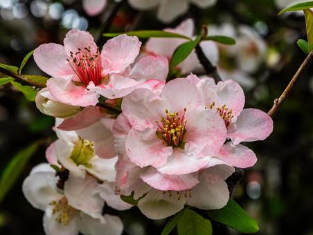 東川の桜並木 東川の桜並木の写真