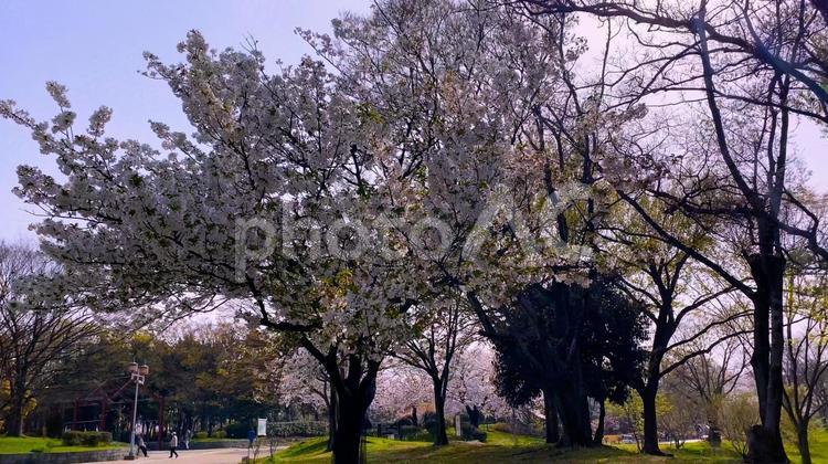 春の大阪・堺　桜の季節の「大仙公園」（大きな桜の木） 春,大阪,堺の写真素材