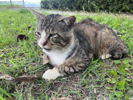 Stray cat, JPG