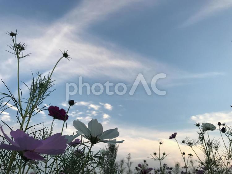 夕暮れのコスモス コスモス,コスモス畑,夕方の写真素材