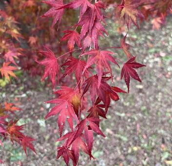紅葉したモミジの葉 モミジ,赤,紅葉の写真素材