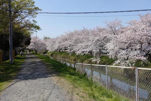 桜 桜の写真