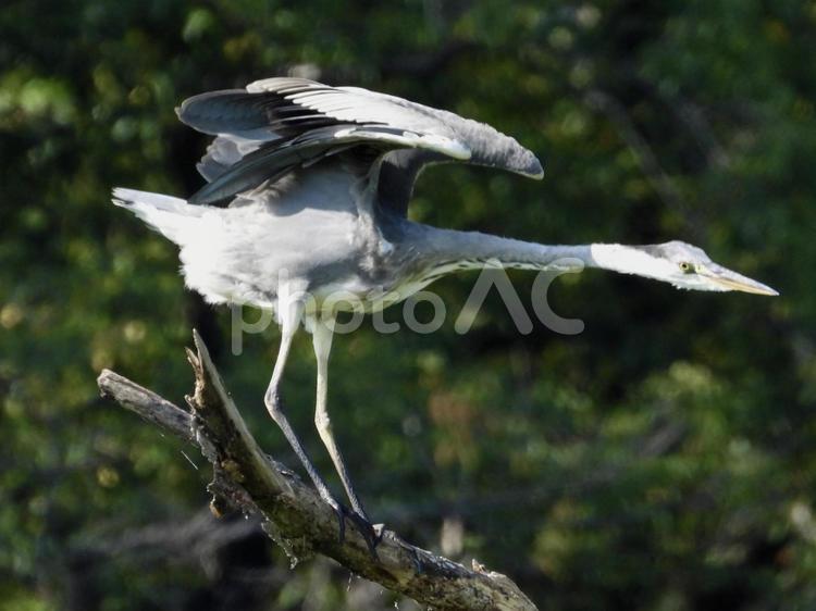 枯れ木の上でポーズをとるアオサギ 鳥,野鳥,アオサギの写真素材