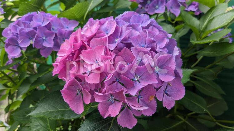 ピンクのグラデーションが美しい紫陽花 6月,グラデーション,紫陽花の写真素材