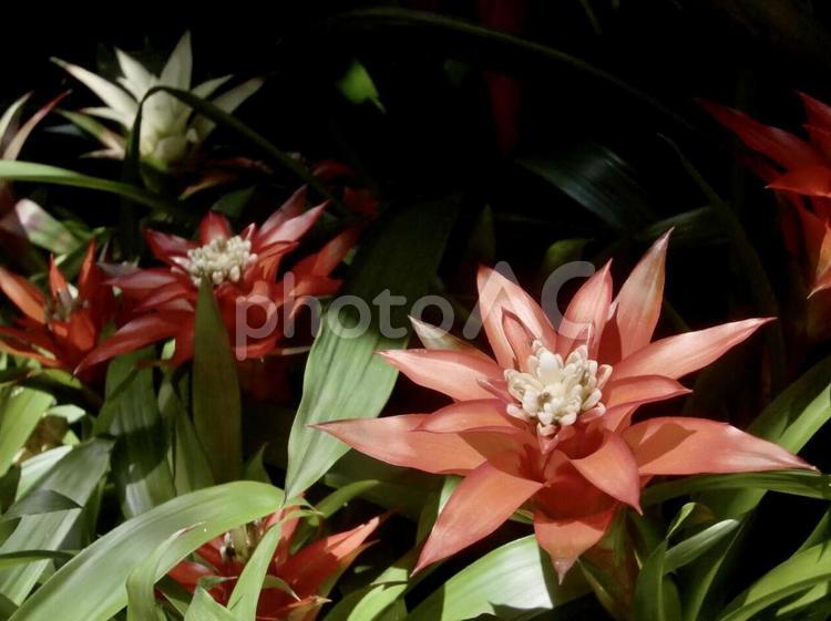 亜熱帯植物のイメージ 亜熱帯植物,イメージ,花の写真素材