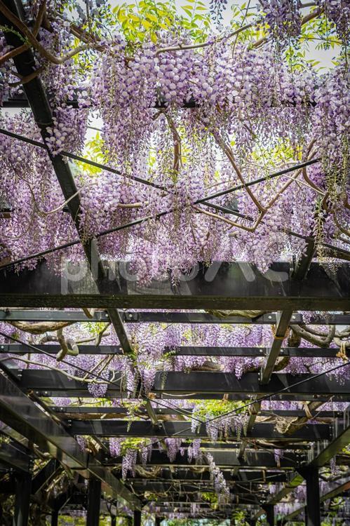 北海道　札幌市　天神山緑地の藤棚 天神山緑地,藤棚,北海道の写真素材