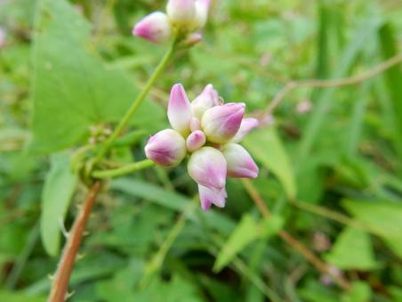 【花の写真】ミゾソバ（溝蕎麦）の写真