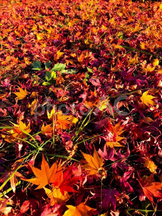 秋の散歩　もみじの絨毯 もみじ,落ち葉,絨毯の写真素材