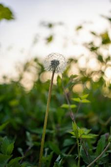 夕陽に透けるタンポポの綿毛 タンポポ,綿毛,植物の写真素材