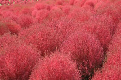 鮮やかな赤いコキアの風景 鮮やかな赤いコキアの風景の写真