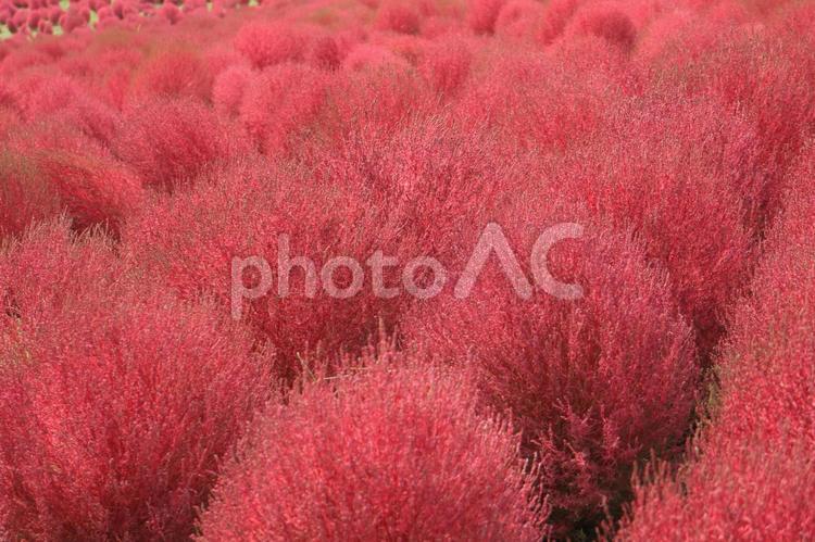 鮮やかな赤いコキアの風景 コキア,紅葉,秋の写真素材