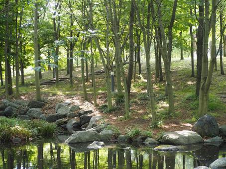 新緑が映る公園の池① 新緑が映る公園の池①の写真