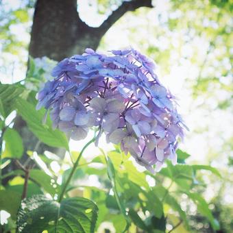 紫陽花の写真