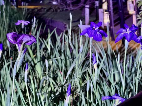 夜の堀切菖蒲園 ライトアップされる花菖蒲 夜の堀切菖蒲園 ライトアップされる花菖蒲 堀切菖蒲園,5月,菖蒲の写真素材