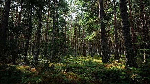 鬱蒼と茂る森の小道 鬱蒼と茂る森の小道の写真