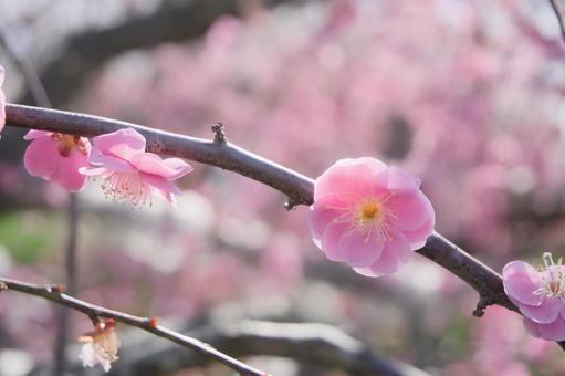 梅の花 梅の花の写真