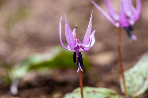 Photo, weed, katakuri, close-up, 