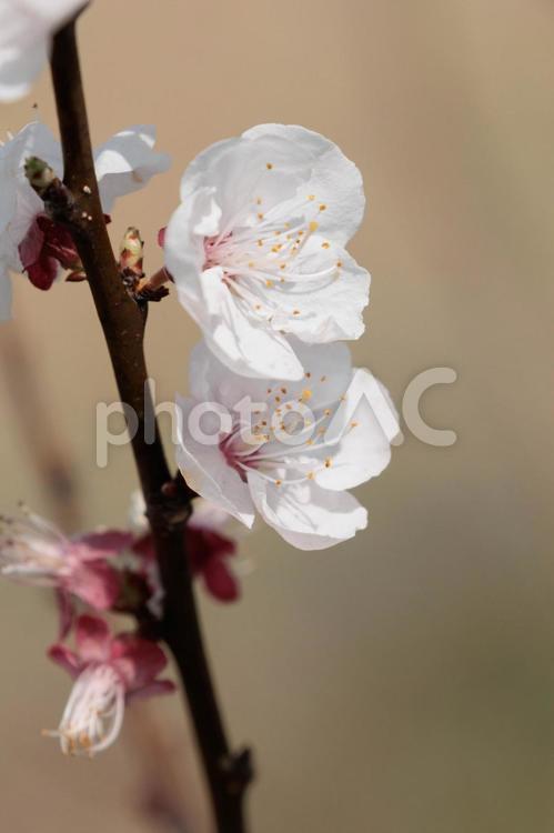 日差しを浴びて輝く梅の花 花,植物,自然の写真素材