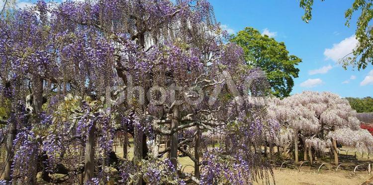 藤棚1 あしかがフラワーパーク,藤,藤の花の写真素材