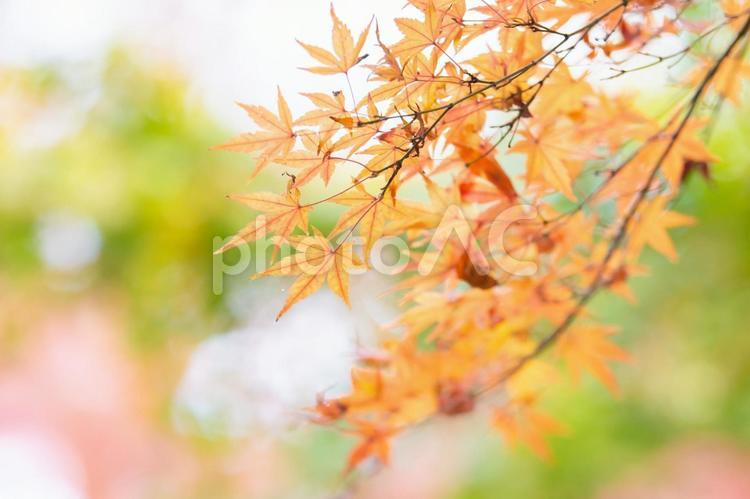 秋のイメージ 秋のイメージ,もみじ,紅葉の写真素材