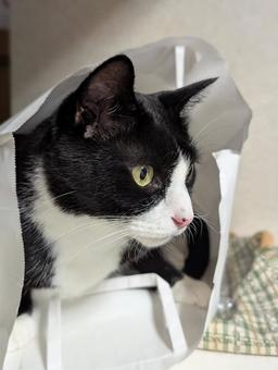 袋に入っている猫 袋に入っている猫の写真