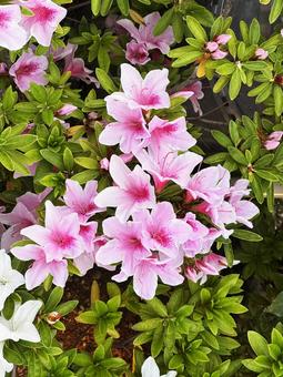 Photo, স্প্রিং ফুল, ফুল, উদ্যানপালন, 
