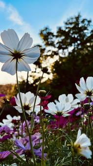 夕陽に染まるコスモス 夕陽,コスモス,秋の写真素材
